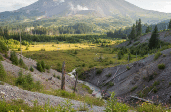 The Rebirth of Mount St Helens Ecosystem
